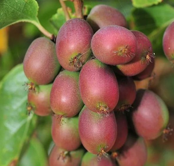 Актинидия Аргута 'Ананасная'